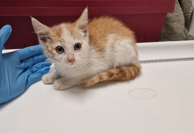 1199521 kitten 228