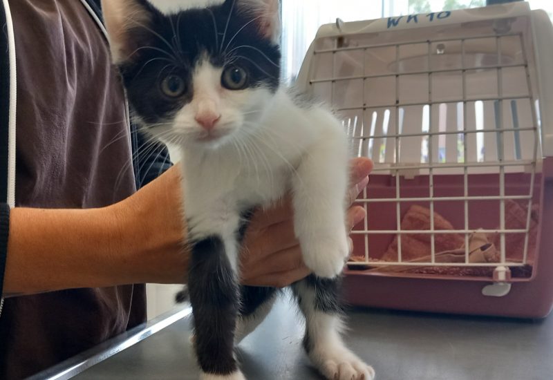 1199522 kitten 229