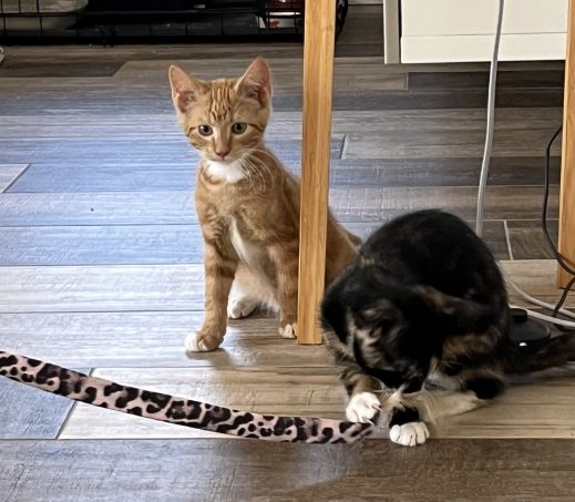 kittens Nola en Noud (verblijven in een gastgezin)