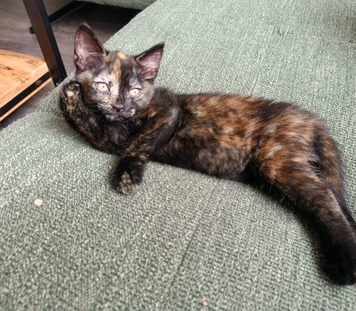 kitten Daisy (verblijft in een gastgezin)