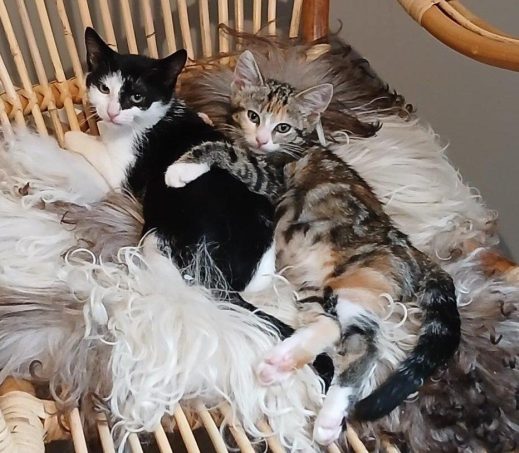 kittens Fanta en Feyla - koppel (verblijven in een gastgezin)