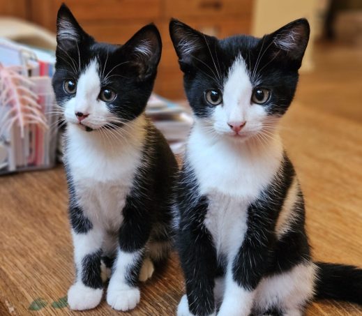 Kittens Guus en Lisa - koppel (verblijven in een gastgezin)