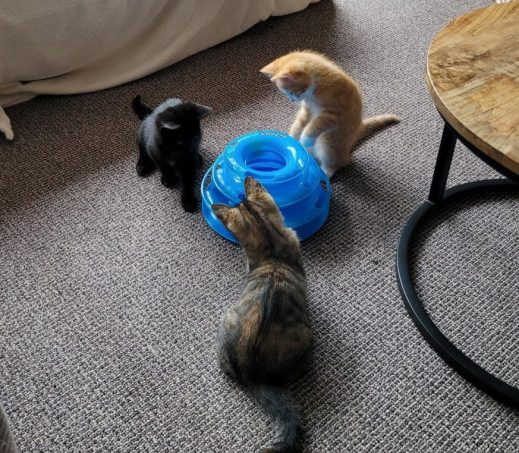 kittens Lllly, Coco en Sem (verblijven in een gastgezin)