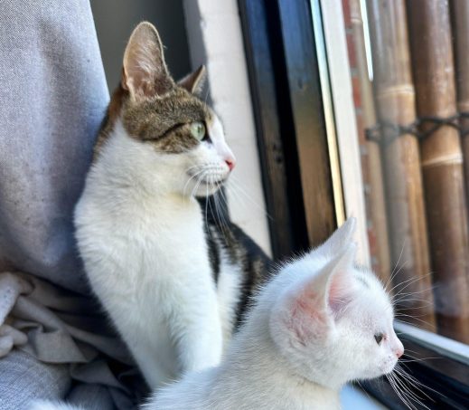 Mila en kitten Yamal - koppel (verblijven in een gastgezin)