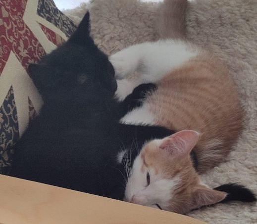 kittens Nova en Nico- koppel (verblijven in een gastgezin)