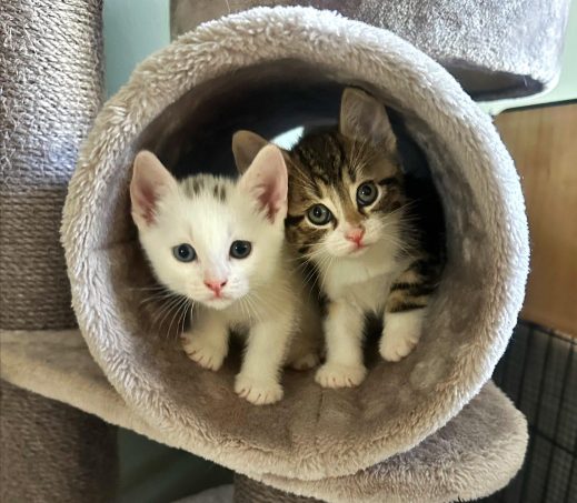 kittens Raphina en Pedri -koppel (verblijven in een gastgezin)