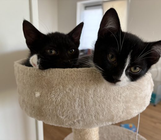 kittens Alvin en Simon - koppel - (verblijven in gastgezin)