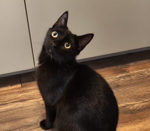 Amore (verblijft in een gastgezin)