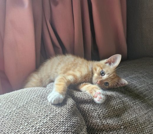 kitten Bo (verblijft in een gastgezin)