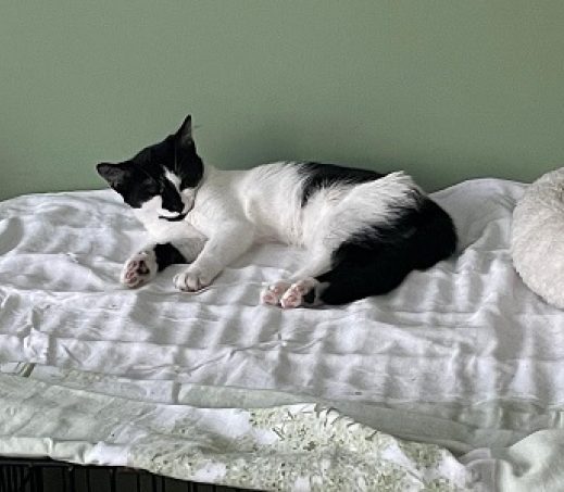 kitten Elsa (verblijft in een gastgezin)