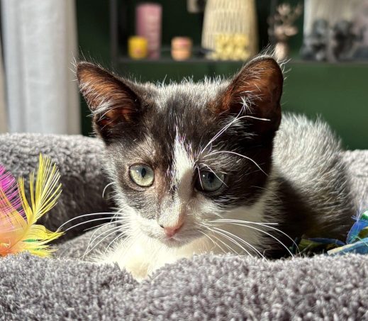 kittens Fia en Fem - koppel (verblijven in een gastgezin)