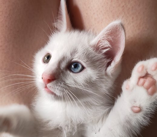 kitten Jack, Josh, John en Jane (verblijven in een gastgezin)