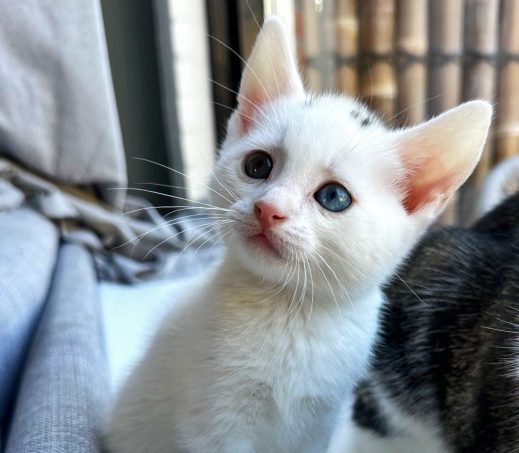 kitten Knofje (verblijft in een gastgezin)