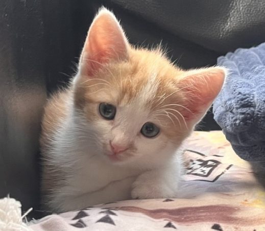 kitten Puck (verblijft in een gastgezin)
