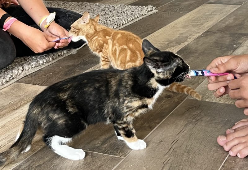 7 samen eten