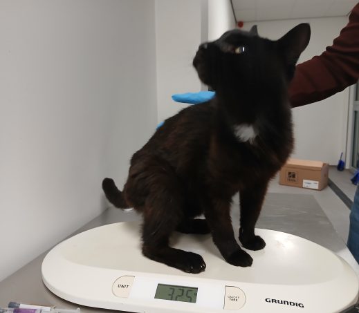 Zwerver Zwarte gecastreerde kater Eenrum