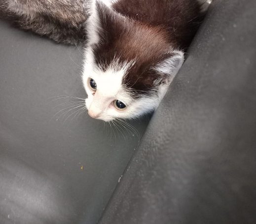 Vier kittens gevonden Hoogkerk Groningen
