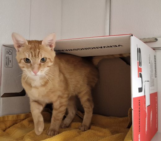 Zwerf kater Zoutkamp