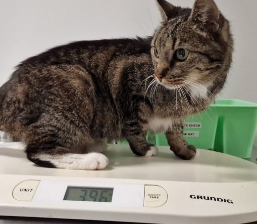 Zwerver - Poes Cypers grijs - Groningen