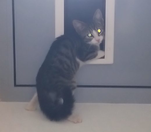 Zwerfkitten Moesstraat Groningen