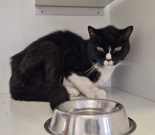Zwerf kater Delfzijl