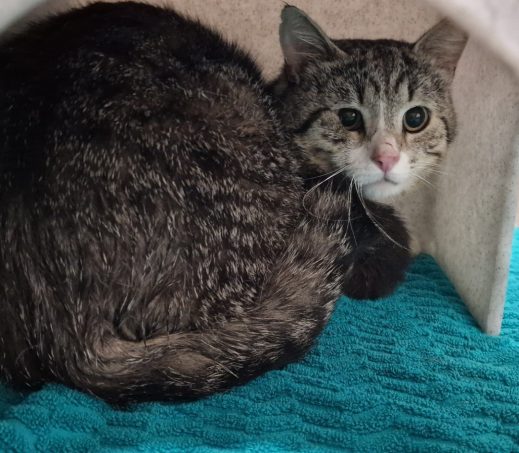 Zwerf kater Oude Pekela