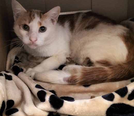 Rood witte kater