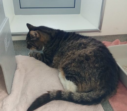 Zwerf kat Javalaan Groningen