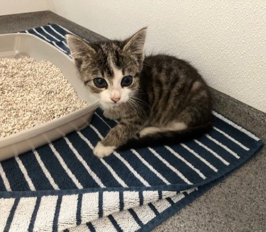 Zwerf kitten Finsterwolde