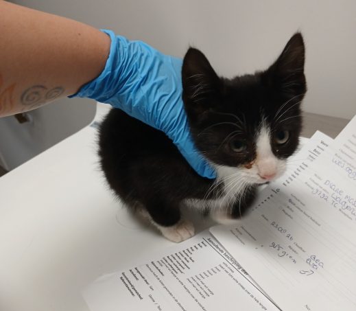 Zwerf kitten Ten Post