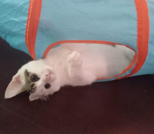 Kitten Henkie