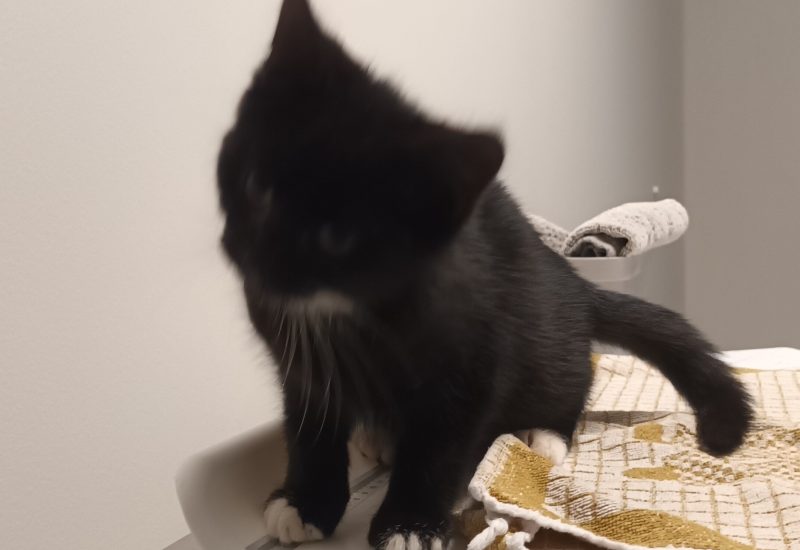 1199357 Zwart met wit kitten 220 Zuidwolde Gn