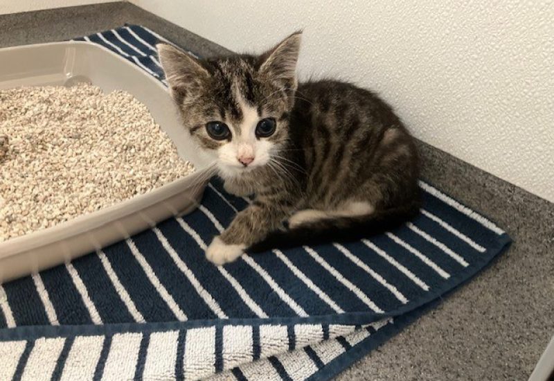 Foto kitten 223