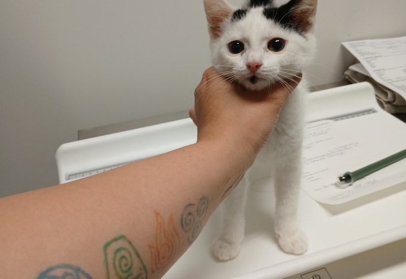Foto witzwart kitten Oostersingeldwarsstraat