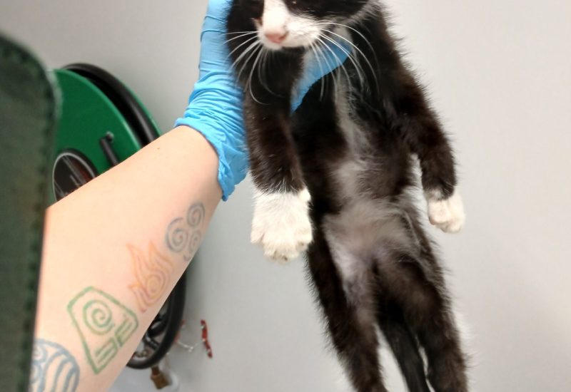 Kitten zwartwit Ten Post 2