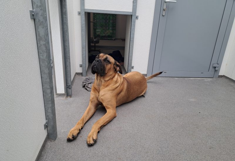 Leo