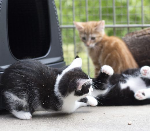 KITTENS!!