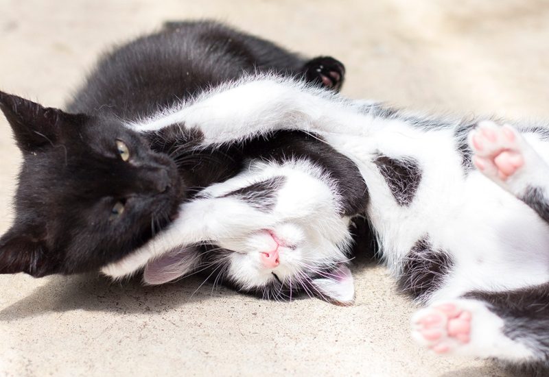 1166x687 kitten 01 5f7c51a3811f6