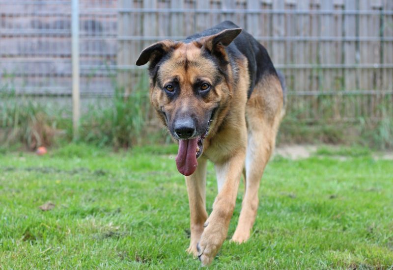 Thor4