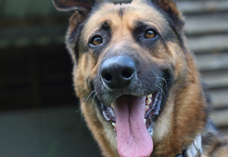 Thor9