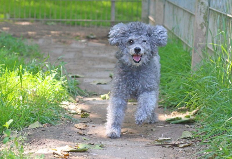 Teddy4