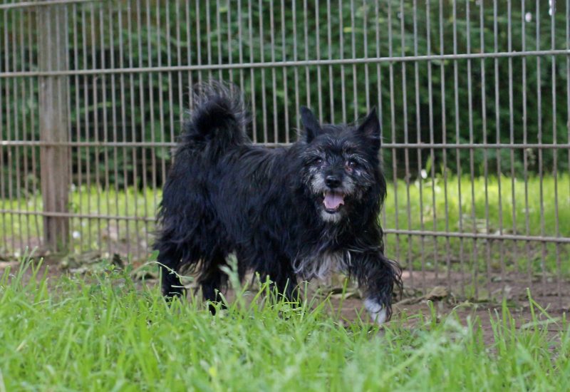 Pip3