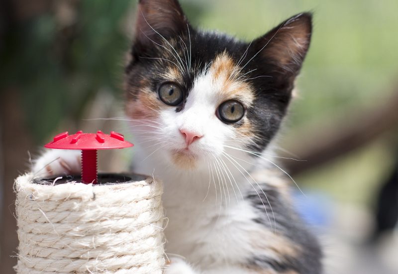 Kitten1