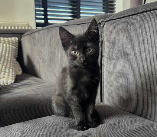 Nova