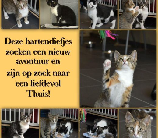 Kittenadoptiedag 15 en 22 augustus