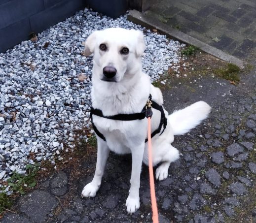 Nora (Bemiddeling)