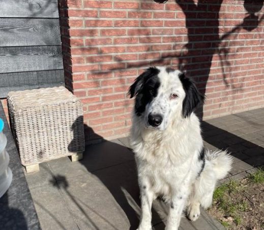 Vanko ( Bemiddeling)