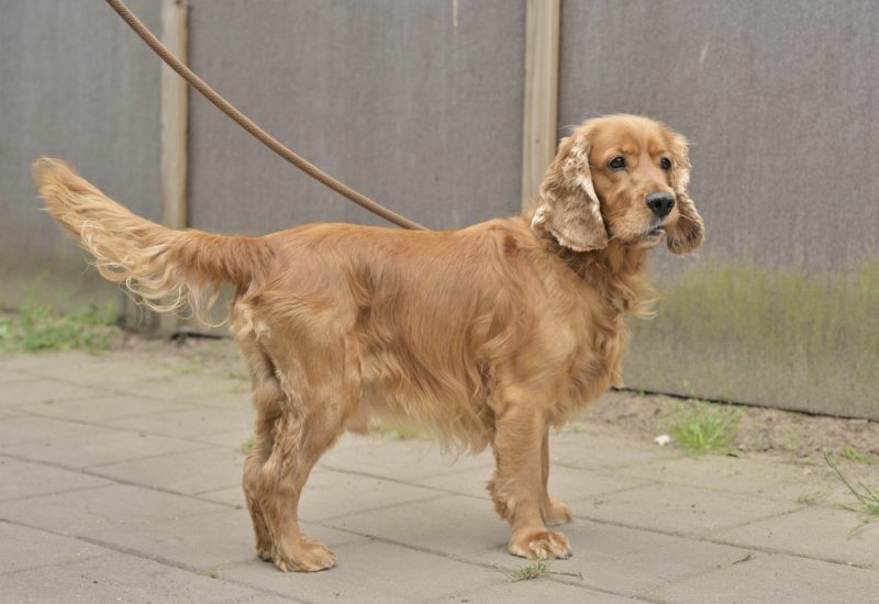 Duco 3