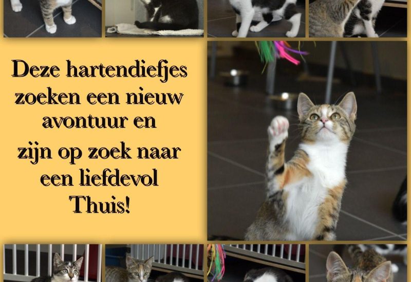 Kittens