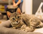 Pensionkatten